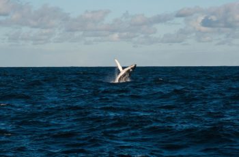 Corsair DeFi har til formål at kaste hvaler i land
